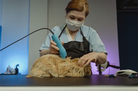 Mobile Cat Grooming; Advantages and Cost | My Pet Review