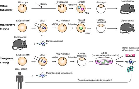 Somatic Cell Nuclear Transfer Reprogramming: Mechanisms and Applications: Cell Stem Cell