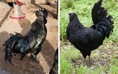 Ayam Cemani vs Kadaknath Chicken - What is the Difference? - LearnPoultry