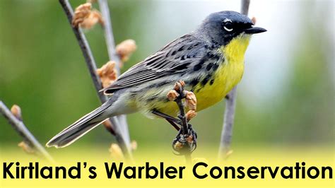 Kirtland's Warbler Conservation: Background and Future - Hessel School ...