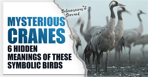 Mysterious Cranes: 6 Hidden Meanings of These Symbolic Birds