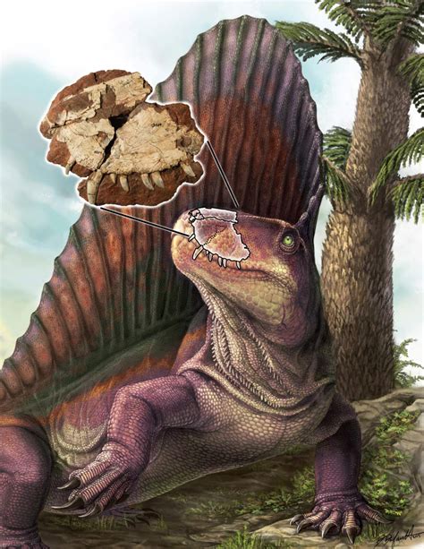 Dimetrodon borealis: First Canadian Dino Actually Mammal-Like Reptile ...