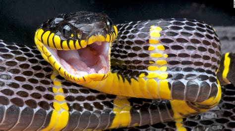 A 'mildly venomous' snake slithered loose inside the Bronx Zoo, but officials say not to freak ...