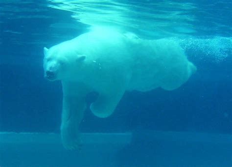 Free Images : water, white, clear, blue, polar bear, swimming, diver, vertebrate, arctic ocean ...