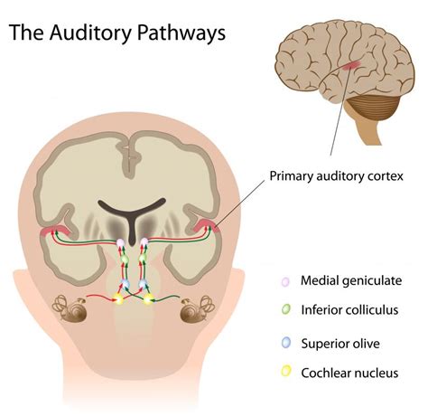 What Is the Primary Auditory Cortex? (with pictures)