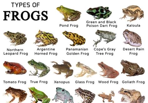 Frog Name Generator - Create The Best Name For Your Pet Frog