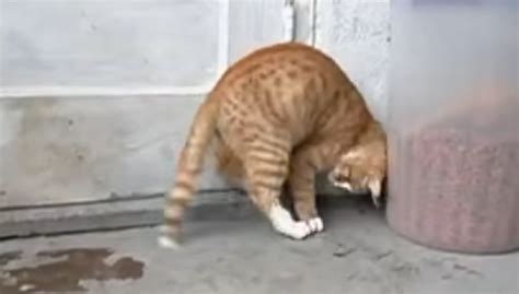 Cat's Who Like Chasing Their Own Tail [VIDEO] - CatTime