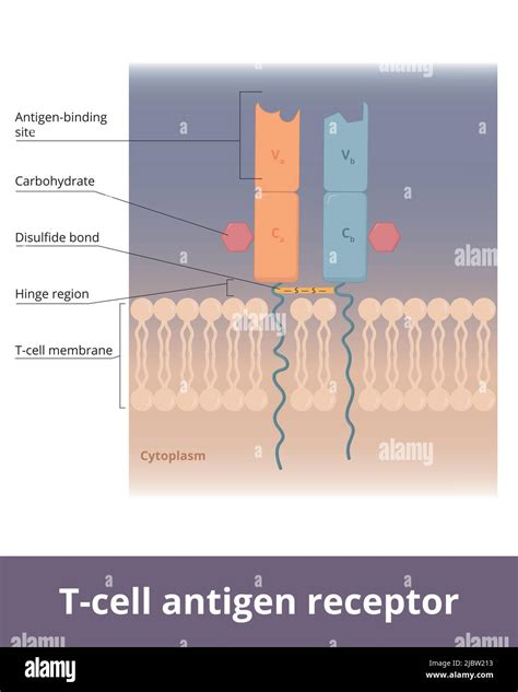 T cell receptor structure Stock Vector Images - Alamy