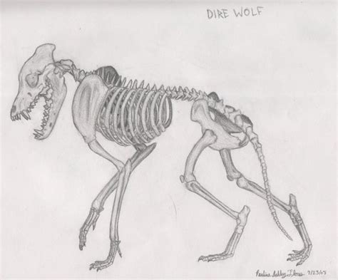 Dire Wolf Skeleton Sketch. by Catnip-War-Criminal on DeviantArt