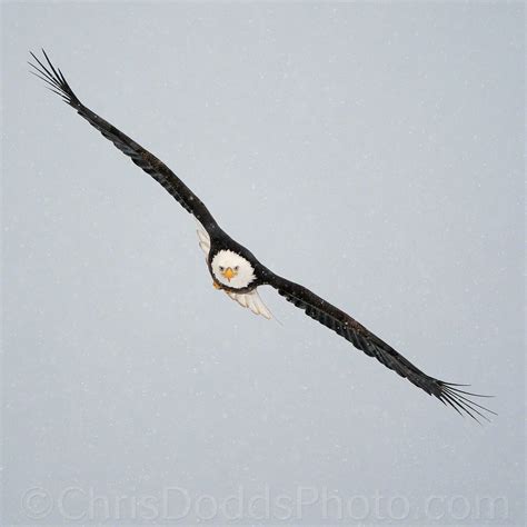 Bald Eagle flying in snow — Nature Photography Blog