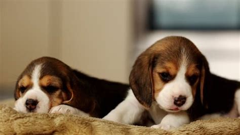 Two Cute Puppies Beagle Sleeping Their Stock Footage Video (100% ...