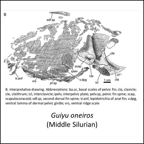 Sarcopterygian stem group