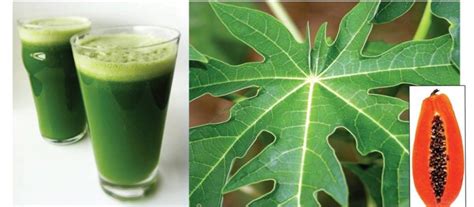 Incredible Health Benefits From Drinking Papaya Leaves Juice - Women Daily Magazine