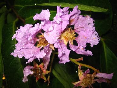 Philippine Native Forest Trees: Banaba a Family of the Crape Myrtle.