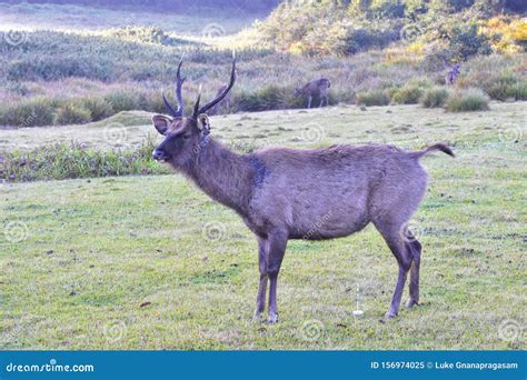 A Male Sambar Deer in Horton Plains Sri Lanka Stock Image - Image of ...