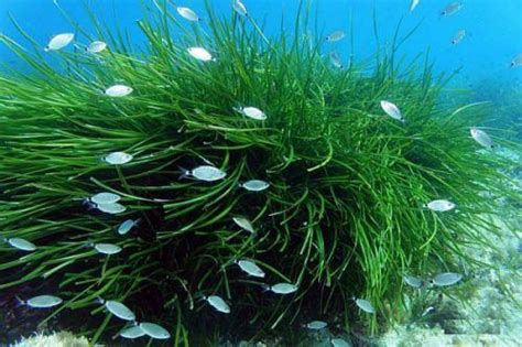 Posidonia, the lung of the Mediterranean — Medwet in 2020 | Fish activities, Marine ecosystem ...