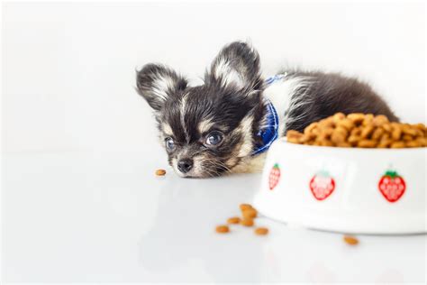 How To Find The Right Dog Food For A Chihuahua