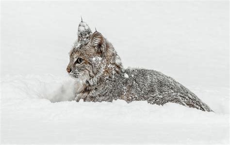 Bobcat Piled In The Snow Photograph by Athena Mckinzie