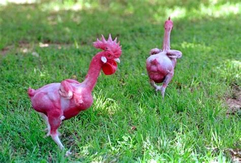 Advantages and Disadvantages of Featherless (Naked) Chickens | Owlcation