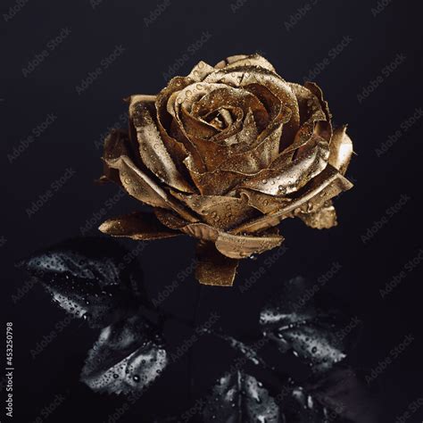 Close-up of golden rose with black leaves and water drops isolated on ...