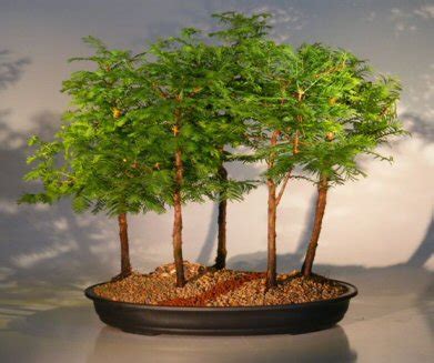 Dawn Redwood Bonsai Tree - 5 Tree Forest Group(metasequoia glyptostroboides)