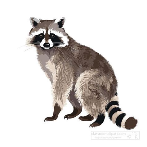 Raccoon Clipart-raccoon black mask of fur around eyes clip art