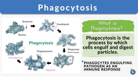 Phagocyte Structure