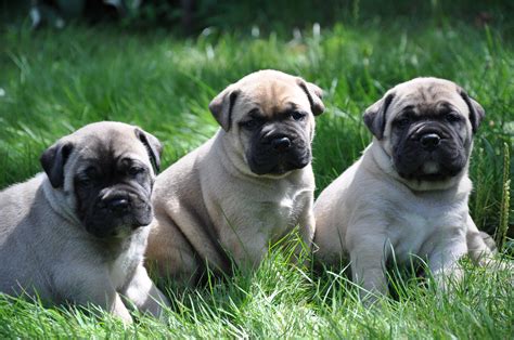 Are Bullmastiff Puppies Ofa Certified