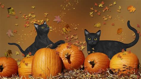 Black Kitten And Halloween Pumpkins Wallpapers - Wallpaper Cave