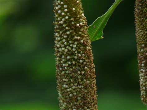 Pennisetum glaucum | Dinesh Valke | Flickr