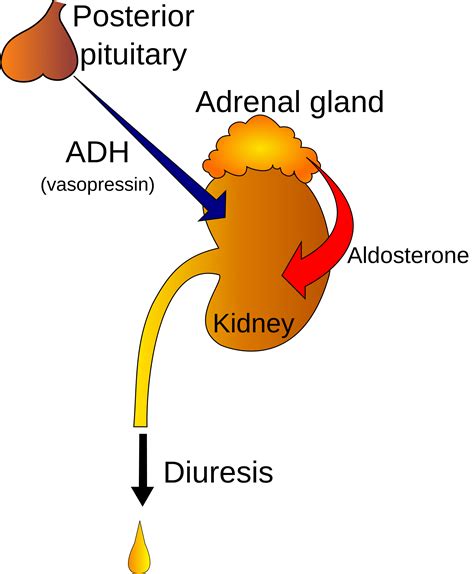 What Is the Primary Function of the Hormone Adh