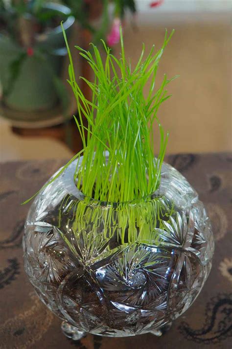 How to Grow Grass Indoors | Gardener’s Path