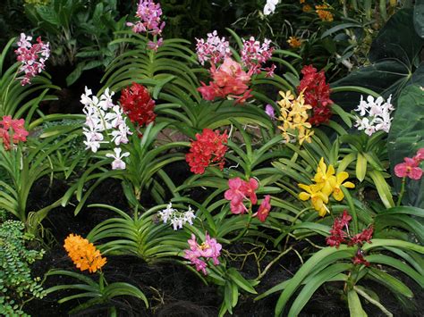 NixPixMix: NATIONAL ORCHID GARDEN, SINGAPORE