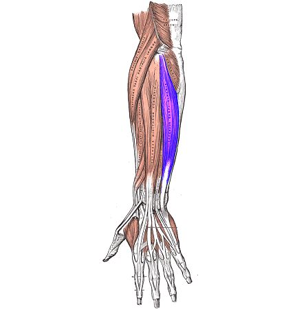 Extensor Carpi Ulnaris | Insertion & Innervation | Study.com