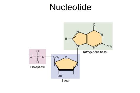 Nucleic Acids - Function, Examples, and Monomers