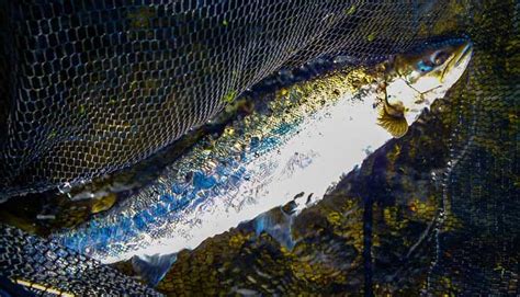 Sea Trout Fishing Tips: How to Catch the Different Ocean Trouts