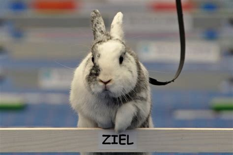 Hop, bunny, hop! European rabbit jumping championships