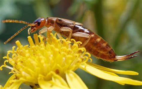 How To Keep Earwigs At Bay: Expert Tips For Prevention And Control In ...