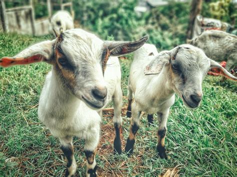 Raising Goats: A Complete Guide for Beginners - TheGearHunt