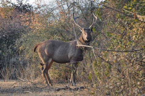 Complete Guide on Horton Plains National Park - Wise Travel Genie