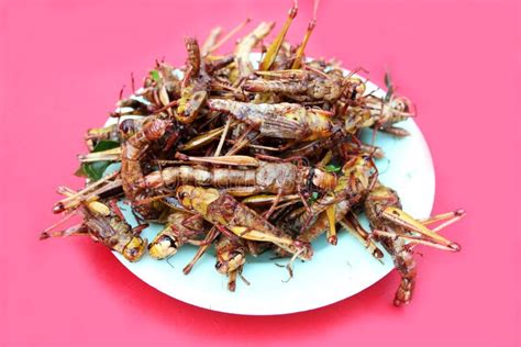 Close Up Fried Grasshopper or Belalang Goreng is Traditional Food from Southeast Asia Stock ...