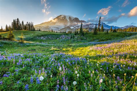 The Complete Guide to Camping in Mount Rainier National Park - Beyond The Tent