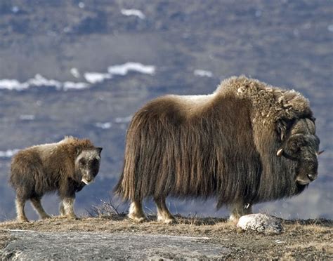 Musk ox, Greenland. | Musk ox, Animals wild, Animals beautiful