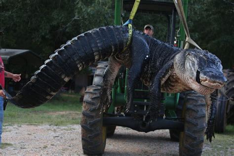 Giant Alligator Literally Broke The Scale When Biologists Weighed It