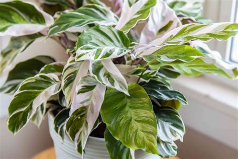 Calathea White Fusion: Plant Care & Growing Guide