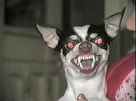 a dog with its mouth open and it's eyes glowing red while being held by someone