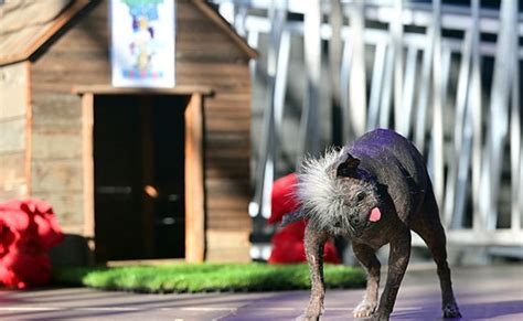 Mr Happy Face, A 17-Year-Old Chihuahua Mix, Is The "World's Ugliest Dog"