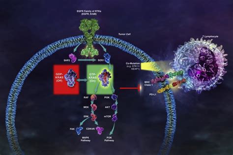 Targeting KRAS in non-small-cell lung cancer: recent progress and new approaches - Annals of ...