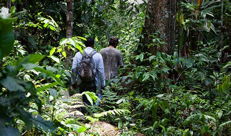 Tropical Rainforest: Carnivores In The Tropical Rainforest