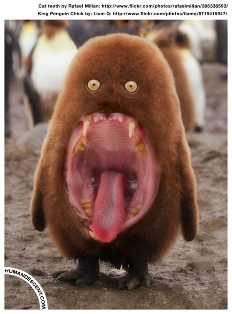 Pete the Pencat by HumanDescent on deviantART | Bizarre animals, Photoshopped animals, Creepy ...
